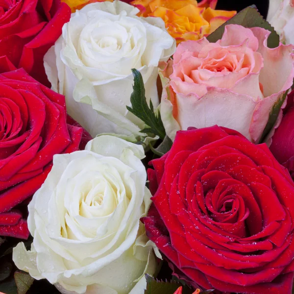 Kilka różnokolorowych róż — Zdjęcie stockowe