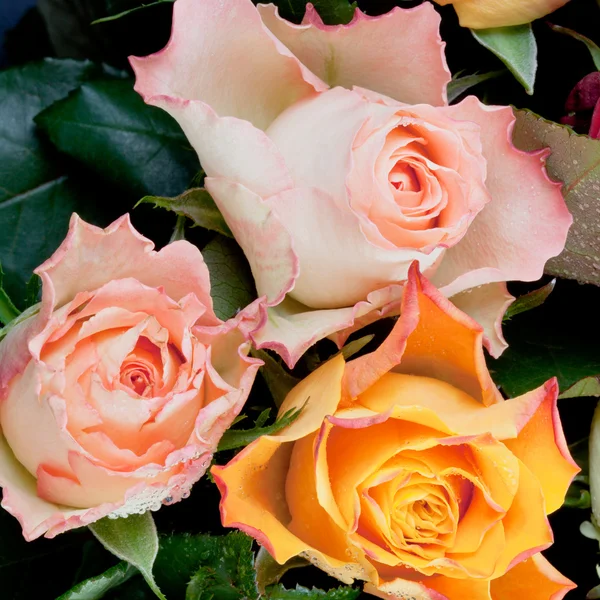 Três rosas frescas — Fotografia de Stock