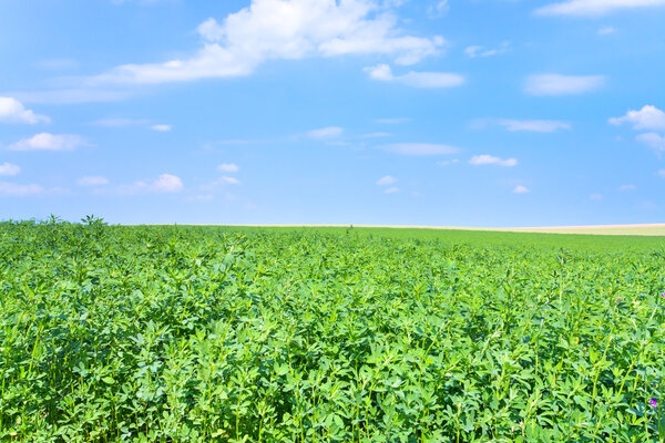 Зеленое люцернское поле под голубым небом

