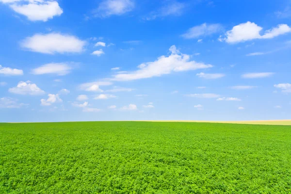Πράσινο Λουκέρνης πεδίο μπλε ουρανό — Φωτογραφία Αρχείου