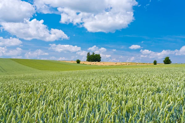 Summer country landscape — Stock Photo, Image