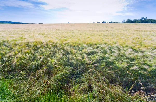Country barley field — Stock Photo, Image