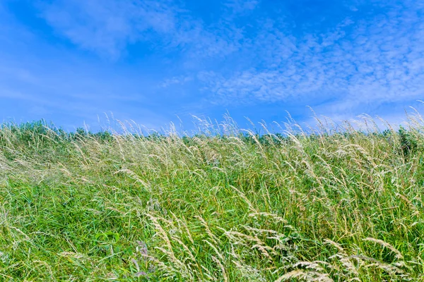 Cielo azul y hierba picada —  Fotos de Stock