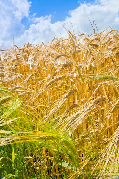 Yellow wheat in cloud blue sky background — Stock Photo, Image