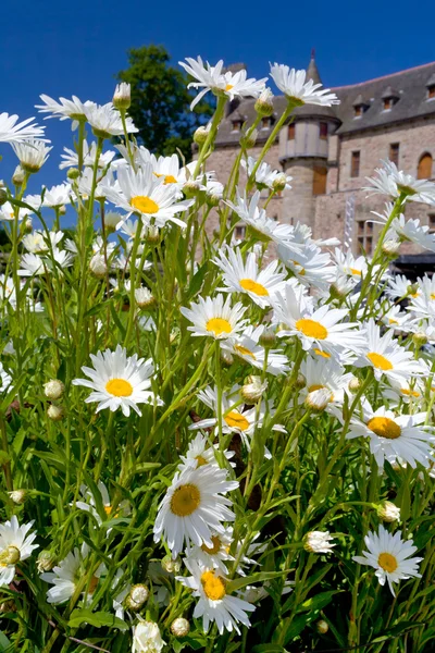 White camomiles near medieval chateau — Stock Photo, Image