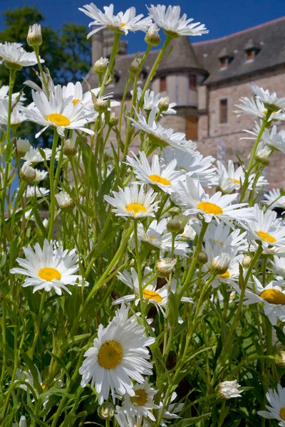 stock image White camomiles in front of medieval chateau