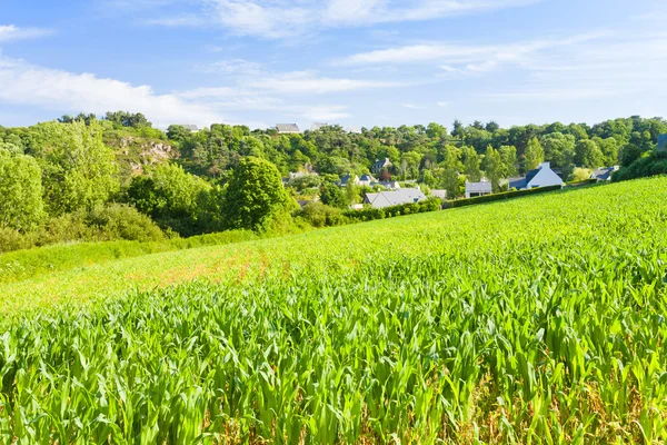 Small country corn field — Stock Photo, Image