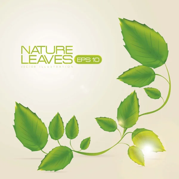 Illustration of green leaves — Stock Vector