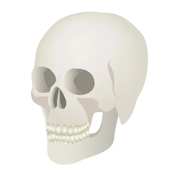 Medische illustratie schedel — Stockvector