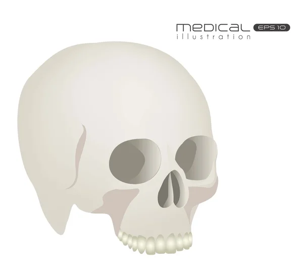 Медичні ілюстрація череп — стоковий вектор