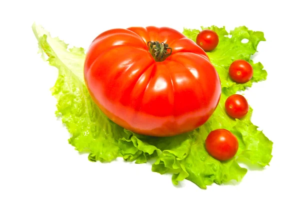 Tomaten op het blaadje sla — Stockfoto
