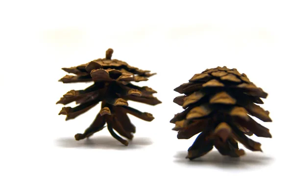 Twee pinecones — Stockfoto