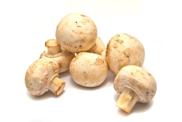 Multe ciuperci proaspete pe alb — Fotografie, imagine de stoc