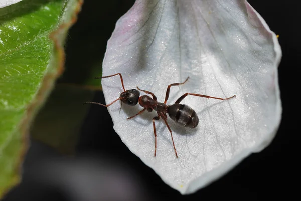 Mravenec na květ — Stock fotografie