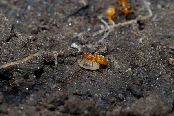 Ant and larva — Stock Photo, Image