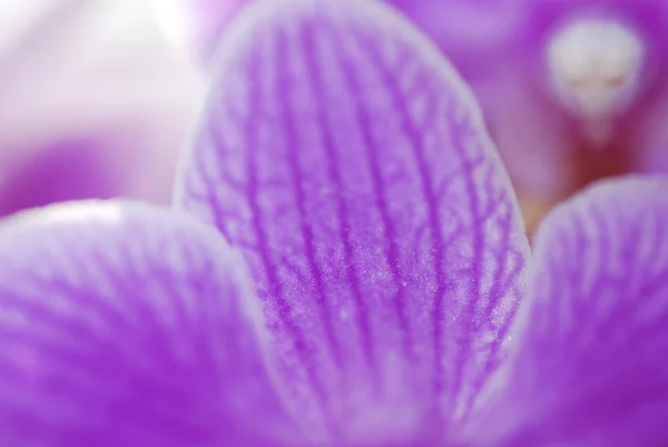 Orquídea pétala — Fotografia de Stock