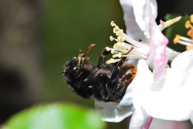 Bumblebee with pollen clipart