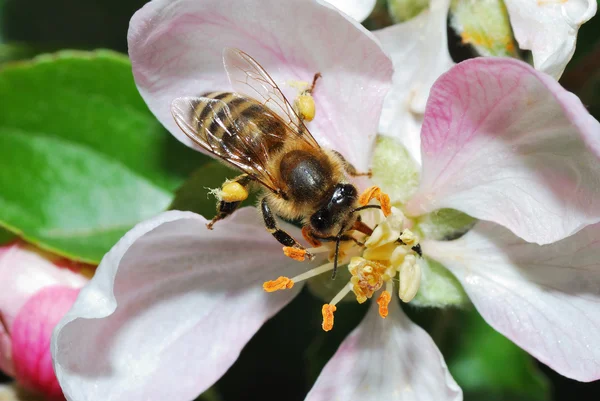 Bee on apple blossom — Stock Photo, Image