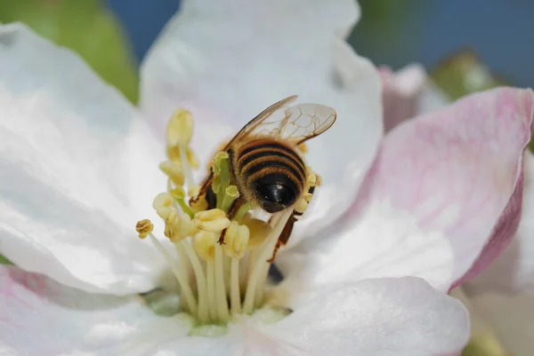 Пчела с неба — стоковое фото