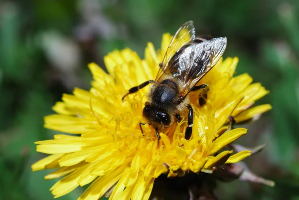 Bee on dandelion flower — Stock Photo, Image