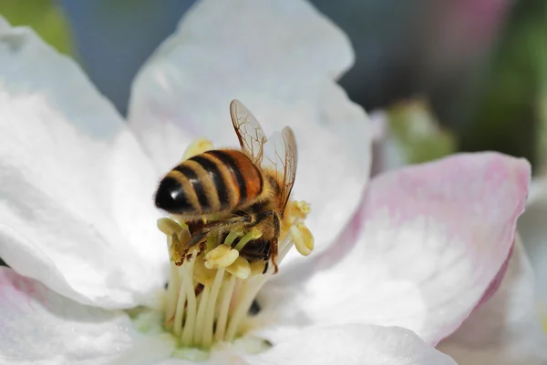 蜜蜂在花上 — 图库照片