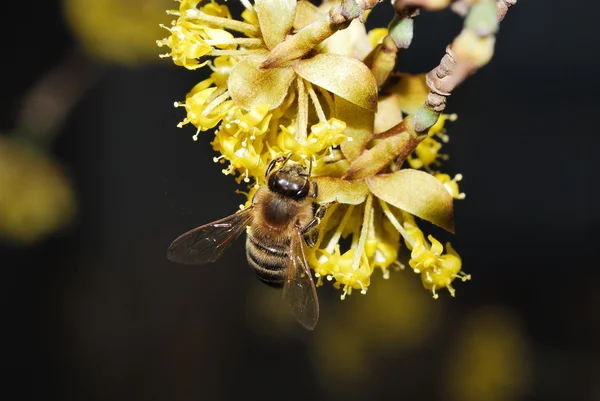 Bee on flower Cornus — Stock Photo, Image