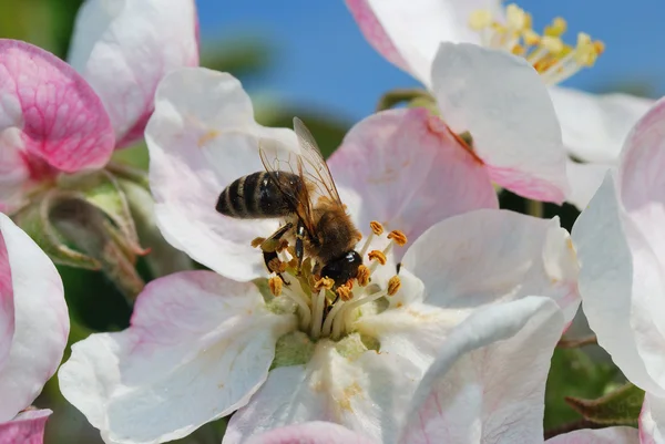 蜜蜂的头有一朵花 — 图库照片