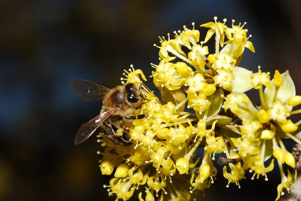 Bee on yellow flower — Stock Photo, Image