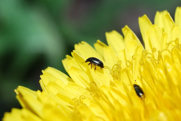 Escarabajo en una flor de diente de león —  Fotos de Stock