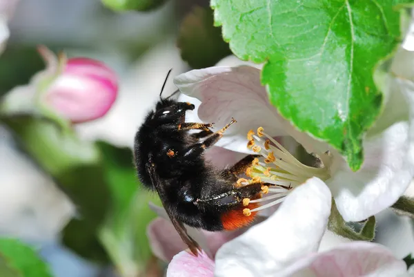 Big black bumblebee — Stock Photo, Image