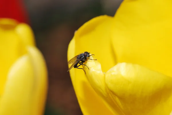 Fliegen auf einer gelben Tulpe — Stockfoto