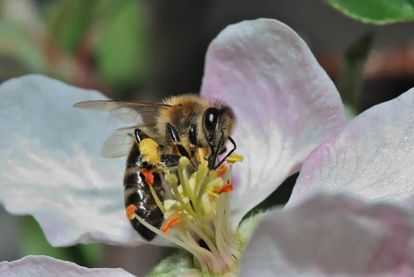 Biene saugt Blüte — Stockfoto