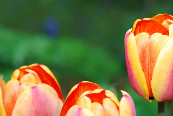 Duży widok tulipany — Zdjęcie stockowe