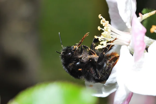Μαύρο μέλισσα με γύρη — 图库照片