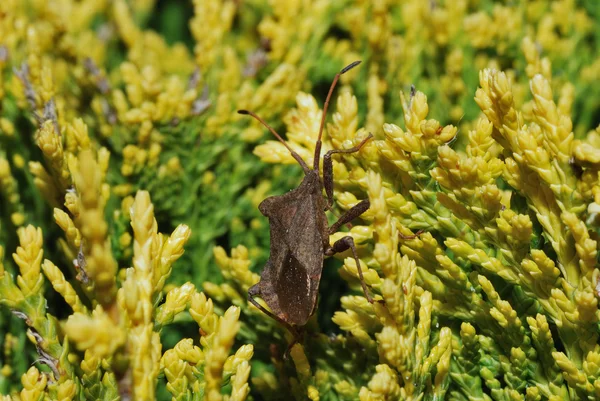 Bug no arbusto — Fotografia de Stock