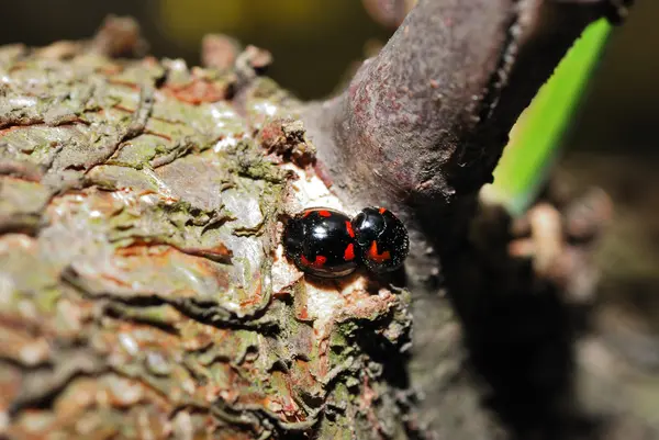 Dois besouro preto vermelho — Fotografia de Stock