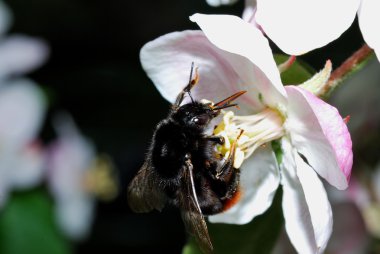 çiçek üzerinde siyah arı