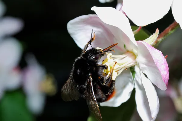 Black bumblebee on flower — Stock Photo, Image