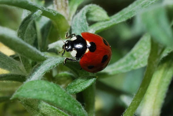 Ladybug crawls — Stock Photo, Image