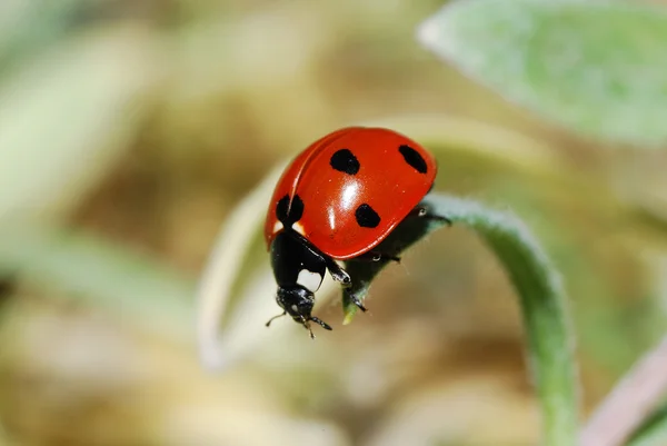 Ladybug descent — Stock Photo, Image