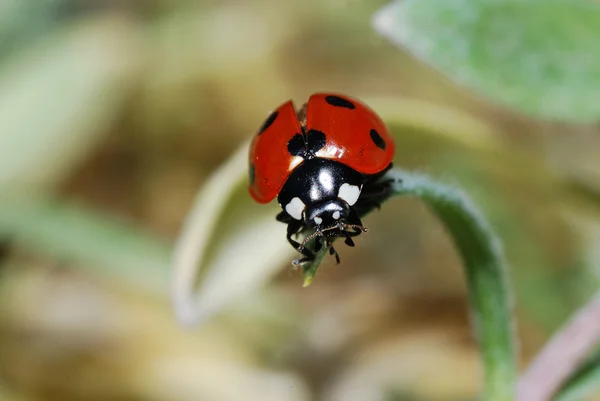 Ladybug Off — стоковое фото
