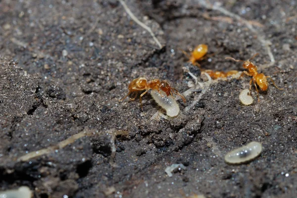 Muitas formigas vermelhas — Fotografia de Stock