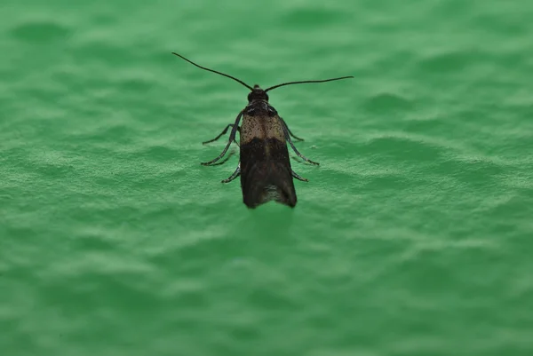 Nachtvlinder op muur — Stockfoto