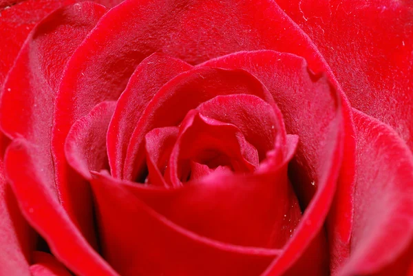 赤い薔薇すぐ近くにあります。 — ストック写真