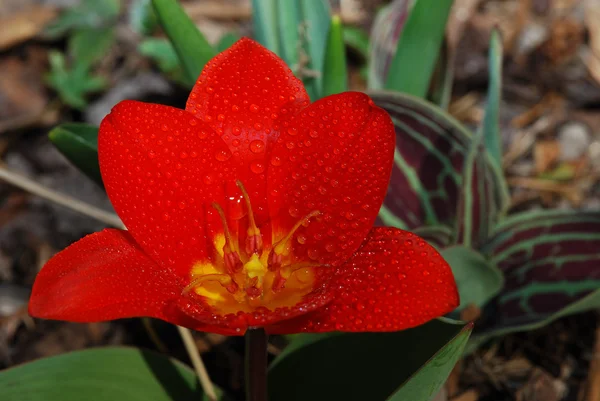 Com gotas de tulipa vermelha selvagem — Fotografia de Stock