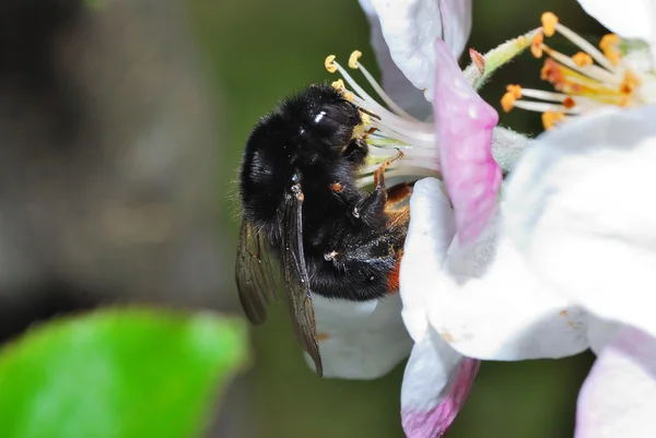 Bumblebee suce — Photo