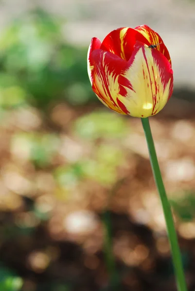 Flor colorida — Foto de Stock