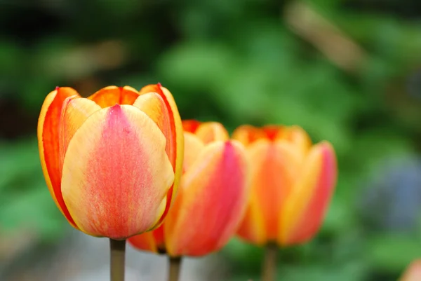 Bunte Tulpen — Stockfoto