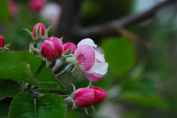 Цвітіння яблуня — стокове фото