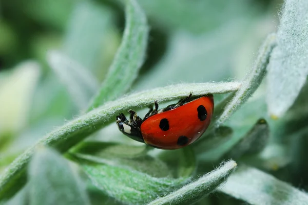Ladybug crawls upside — Stock Photo, Image